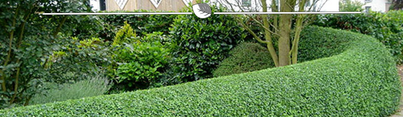 Ligusterhaag is mooi en biedt privacy | Gardline
